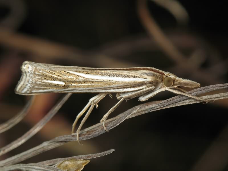 Crambidae